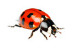 Ladybug insect bug beetle ladaybird transparent background png 