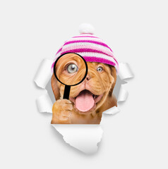 Aufkleber - Happy Mastiff puppy wearing warm hat looks thru a magnifying lens looks through a hole in white paper