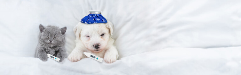 Poster - Sick tiny kitten and Bichon Frise puppy sleep with thermometers and with ice bags or ice packs on it heads on a bed at home. Top down view. Empty space for text