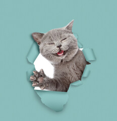 Poster - Happy Mastiff puppy wearing warm hat looking through the hole in white paper