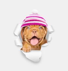 Poster - Happy Mastiff puppy wearing warm hat looking through the hole in white paper