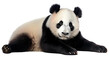 Panda isolated transparent background png