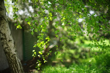 Canvas Print - Natural floral art card. Birch tree with fresh green leaves on the branches in sunny spring garden