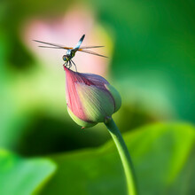 Dragonfly Resting On Lotus Flower, Unopened Lotus Flower, Lotus Leaf, Close-up, Lotus Flower Close-up, Dragonfly Close-up