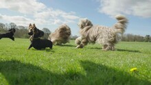 A Man And His 5 Dogs In Slow Motion Including A Dachshund, Cocker Spaniel, A German Shepherd And Two Bearded Collies Playing And Running In Nice Weather At A Local Park