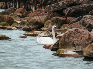 Wall Mural - Latvian nature, the Gulf of Riga, a pier with wooden piles, stone concrete and large boulders, a white swan swims in the sea