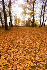 Sticker - Bright yellow trees and grass and sky a cloudy day. Autumn landscape. Beauty of nature is around us.