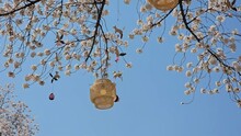 Lantern And Wind Chimes Hanging On Branches Of A Sakura Tree In Bloom During Sakura Festival At Let's Run Park Seoul In South Korea. Low Angle