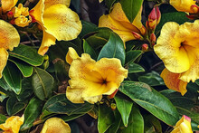 Close Up Of Yellow Flowers With Green Leaves In The Garden,  Nature Background, Generative AI