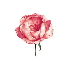 Pink English rose isolated on white background. Macro head flower. Wedding card, bride. Greeting. Love. Valentine's Day