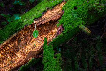 Wall Mural - A rotten log in the woods by our home in Windsor in Upstate NY is covered with a blanket of rich green moss.  Rotting log glows in the dark woods.