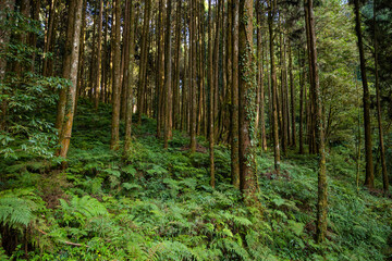 Wall Mural - forest landscape in alishan national forest recreation area