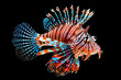 Red Lionfish isolated on black background. Generative AI.