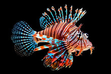 Red Lionfish Isolated On Black Background. Generative AI.