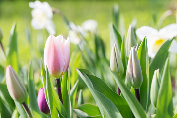 Wall Mural - tulip triumph, pink fading to pale pink, almost white around the edges, algarve