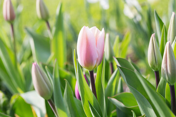 Wall Mural - tulip triumph, pink fading to pale pink, almost white around the edges, algarve