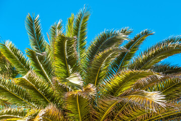  Tropical coconut palm on the background of a bright blue sky