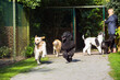 © Astrakan Images - Dog walker with dogs in park