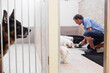 © Astrakan Images - Man feeding dogs in day care center