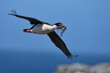 Imperial Shag (Phalacrocorax atriceps albiventer) in flight carrying vegetation to be used as nesting material on Sea Lion Island in the Falkland Islands