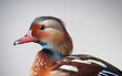 Chinese mandarin duck. Generative AI