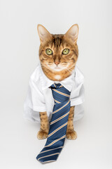 Wall Mural - Business cat in a shirt with a tie on a white background.