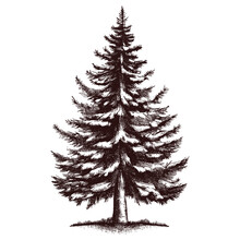 Spruce Tree Vintage Sketch