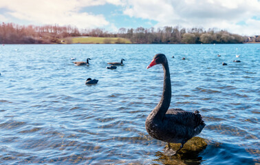 Black Swan on the lake in the beautiful day