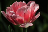 Fototapeta Tulipany - pink tulip