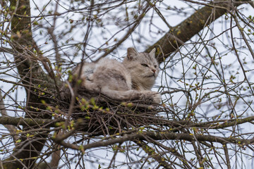 Gray street cat resting in a bird's nest on a tree in spring time, closeup