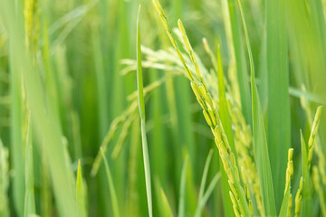  The greenery rice field, agriculture grain farming