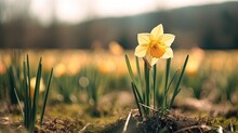 Close-up Of A Single Daffodil Blooming In The Field In Spring, Field Of Daffodils On Blurred Background