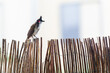 Oiseau merle de maurice perché sur brin de bois