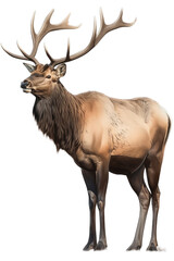 Wall Mural - an isolated  Bull Elk  running with large antlers, strong and muscular, Wildlife-themed photorealistic illustration on a transparent background cu,tout in PNG. generative ai