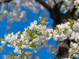 Blühender Kirschbaum, Prunus avium, im Frühling