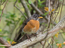 An Adult Female American Robin In Fresh Plumage Perched On A Branch With Emerging Spring Leaves