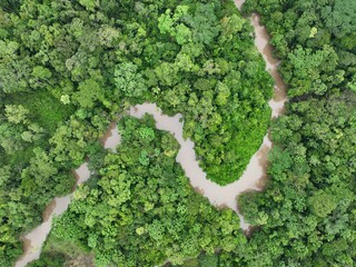 Wall Mural - River in the Amazon rainforest