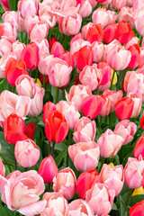  Various tone pink tulips flowers with green leaves blooming in a meadow, park, outdoor. Tulips field, nature, spring, floral background.