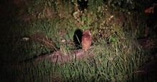 Rare Sighting Of Pel's Fishing Owl On The Banks Of The Lunagwa River, Zambia