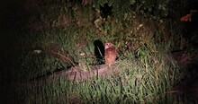 Rare Sighting Of Pel's Fishing Owl On The Banks Of The Lunagwa River, Zambia