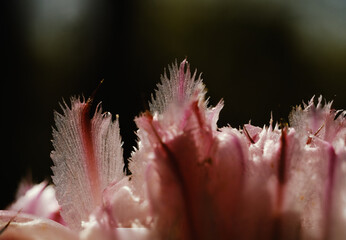 Canvas Print - Horse crippler cactus bloom closeup during spring in Texas nature.
