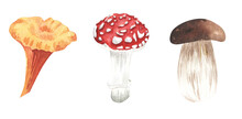 Set Of Watercolor Illustrations Forest Mushrooms On A White Background, Hand Painted.
