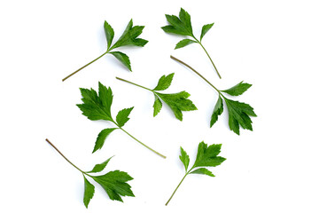 Wall Mural - White mugwort leaves on white background.