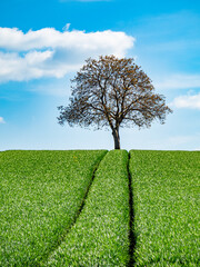 Wall Mural - Baum einzeln im Feld