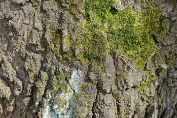 Sticker - natural plant texture of gray bark and green moss on an oak tree