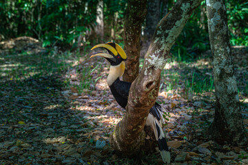 Hornbills are large, endangered, fruit-eating birds found across Asian forests with only certain fleshy fruit trees .Hornbills have large beaks and crests..Hornbills live in rich deep forests.