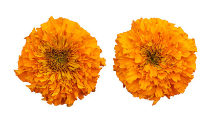 Wall Mural - Orange marigold flower isolated on transparent background	