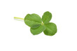 Four-leaf clover green closed up isolated on white. Good luck brings.
