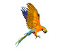 Colorful Catalina parrot flying isolated on isolated on transparent background png file