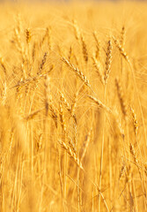 Wall Mural - Wheat field on a sunny day. Grain farming, ears of wheat close-up. Agriculture, growing food products.